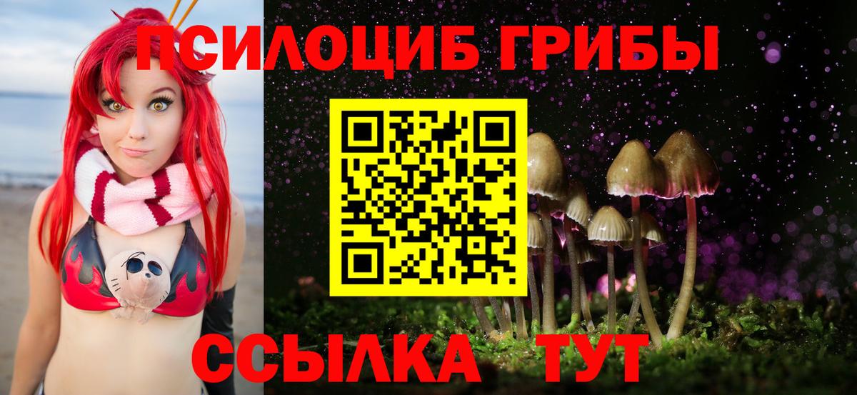 Псилоцибиновые грибы Psilocybe Выборг